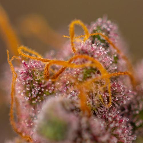 Zkittlez - Spliff Seeds. Week 14