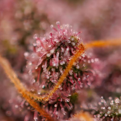 Zkittlez - Spliff Seeds. Week 14