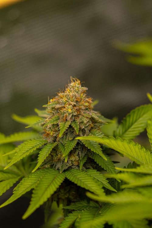 White Berry - Paradise Seeds. Week 14