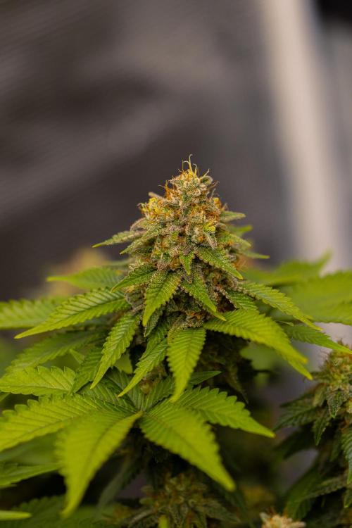 White Berry - Paradise Seeds. Week 14