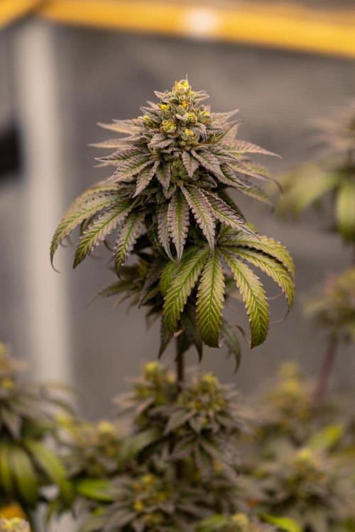 Rainbow Road - Paradise Seeds. Week 14