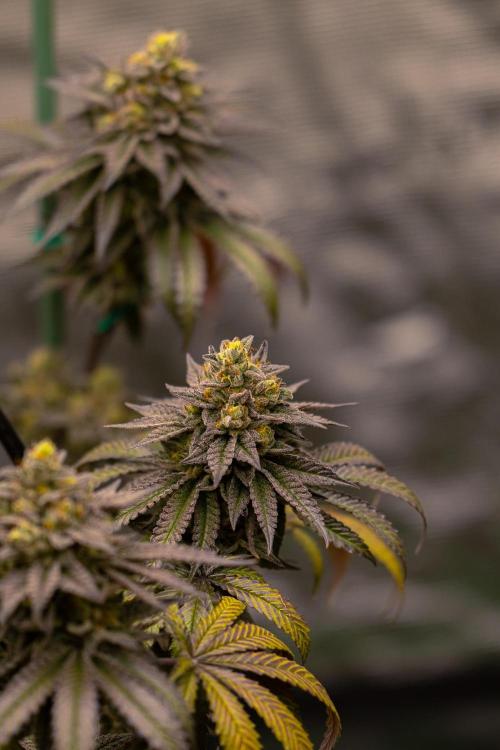 Rainbow Road - Paradise Seeds. Week 14