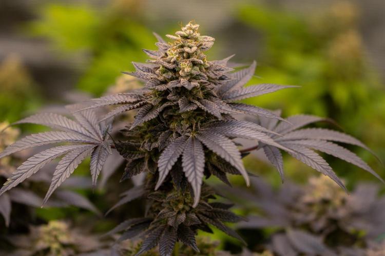 Space Cookies- Paradise Seeds. Week 14