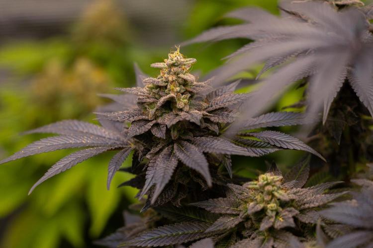 Space Cookies- Paradise Seeds. Week 14