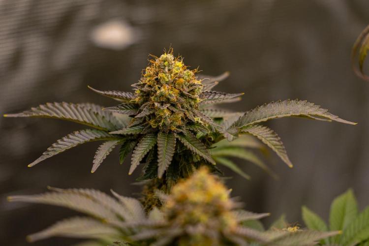 Acid - Paradise Seeds. Week 14