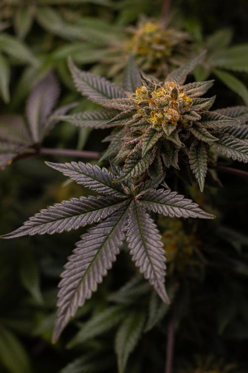 Tester 501x51 - Paradise Seeds. Week 14