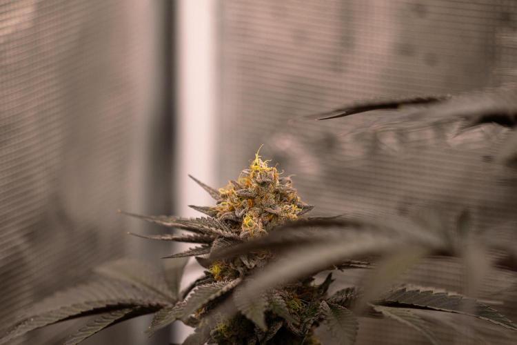 Biscotti Gelato - FastBuds. Week 14