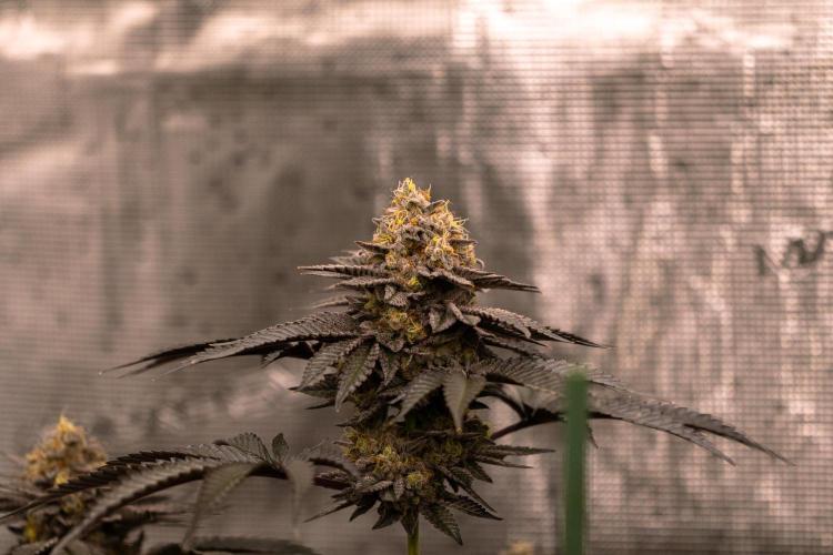 Biscotti Gelato - FastBuds. Week 14