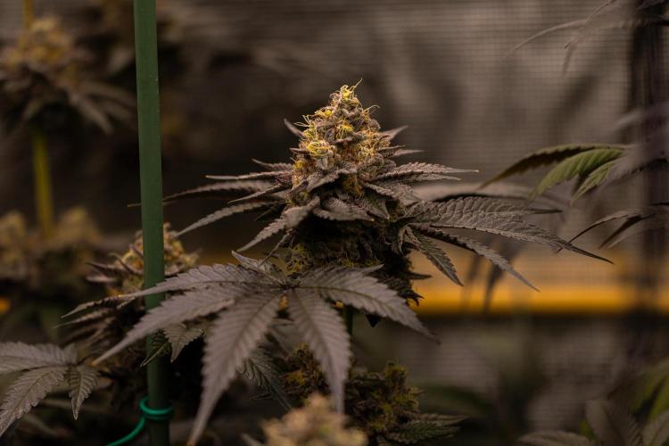 Biscotti Gelato - FastBuds. Week 14