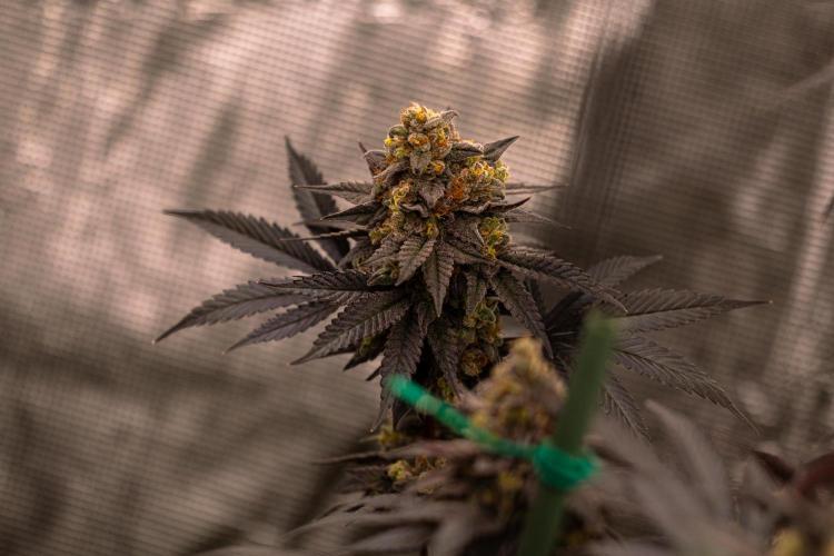 Papayton - FastBuds. Week 14