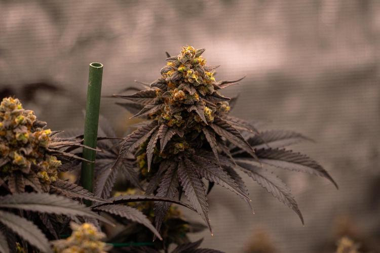 Papayton - FastBuds. Week 14