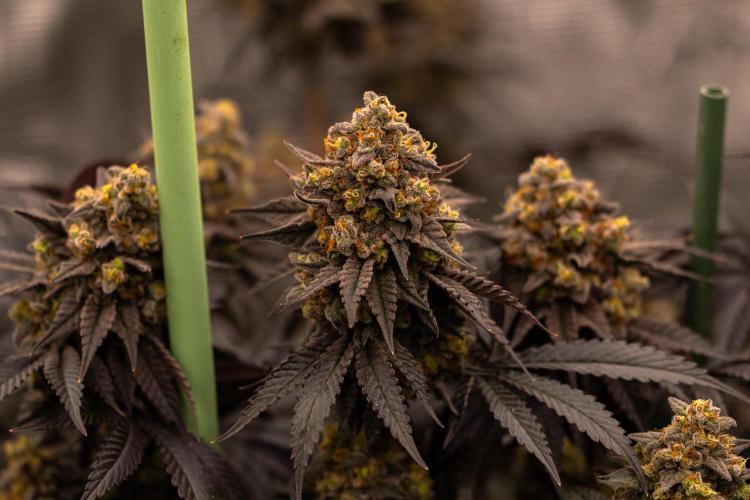 Papayton - FastBuds. Week 14