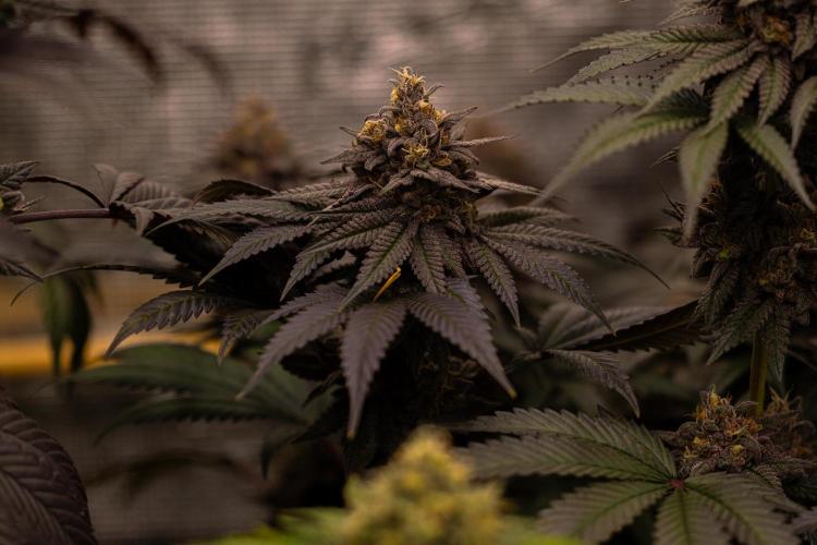 Lemon Cherry Runtz - Fast Buds. Week 14