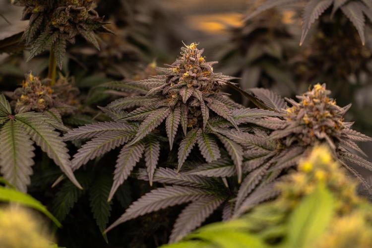 Lemon Cherry Runtz - Fast Buds. Week 14