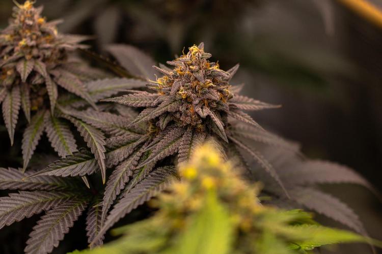 Lemon Cherry Runtz - Fast Buds. Week 14