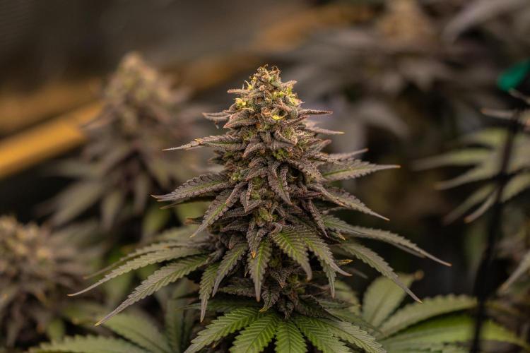 Mega Power Plant - Spliff Seeds. Week 14