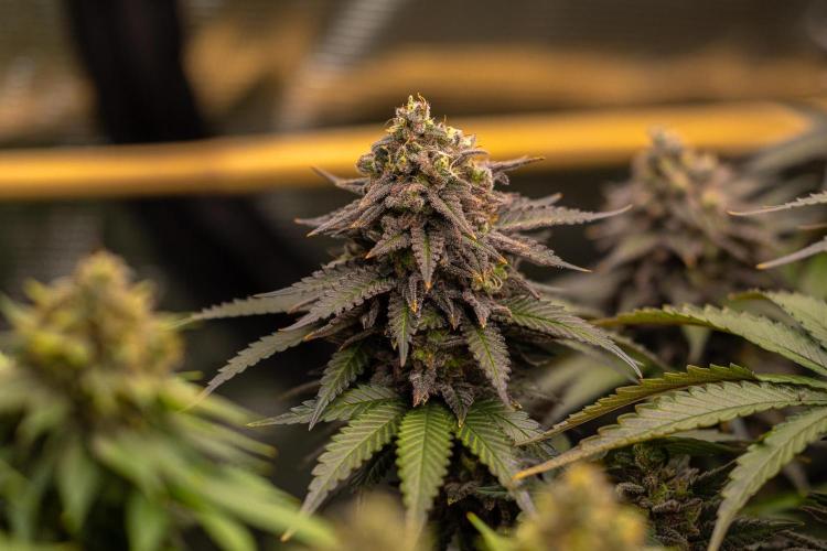 Mega Power Plant - Spliff Seeds. Week 14