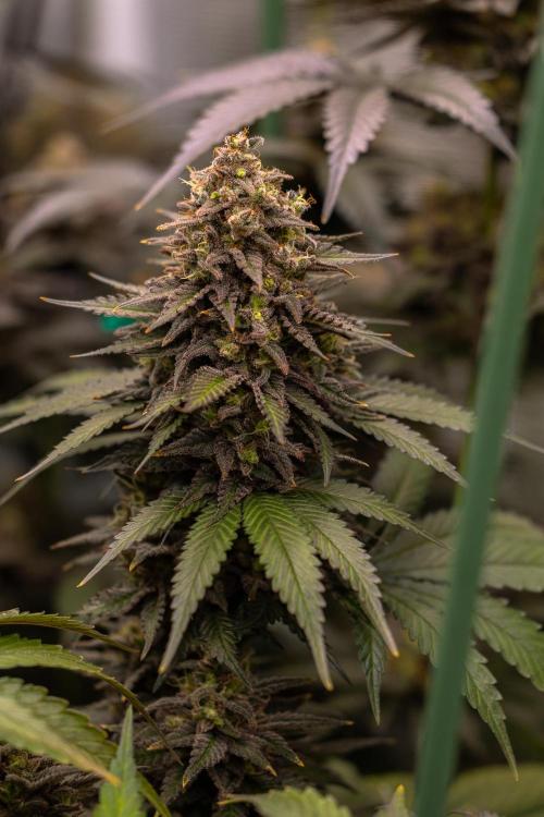 Mega Power Plant - Spliff Seeds. Week 14