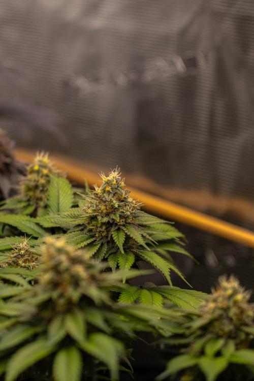 Super Skunk - Spliff Seeds. Week 14