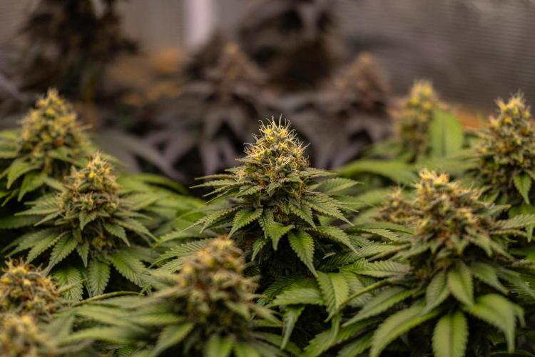 Super Skunk - Spliff Seeds. Week 14