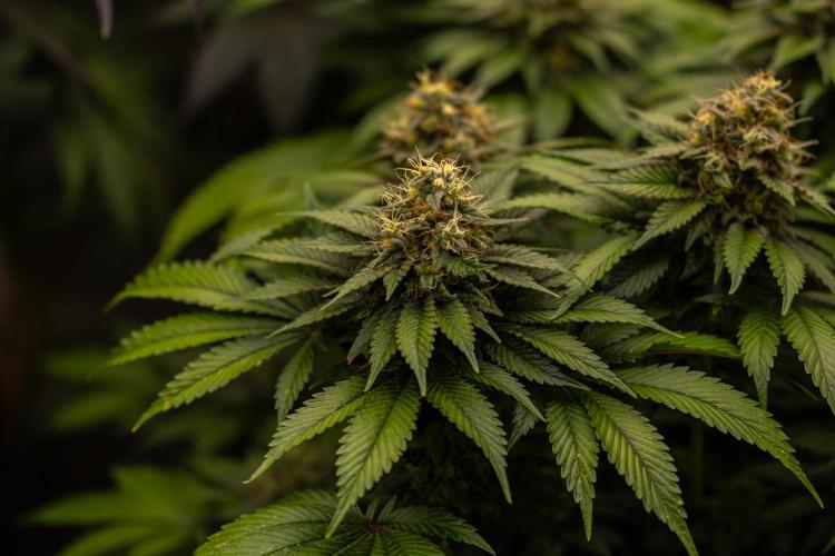 Super Skunk - Spliff Seeds. Week 14