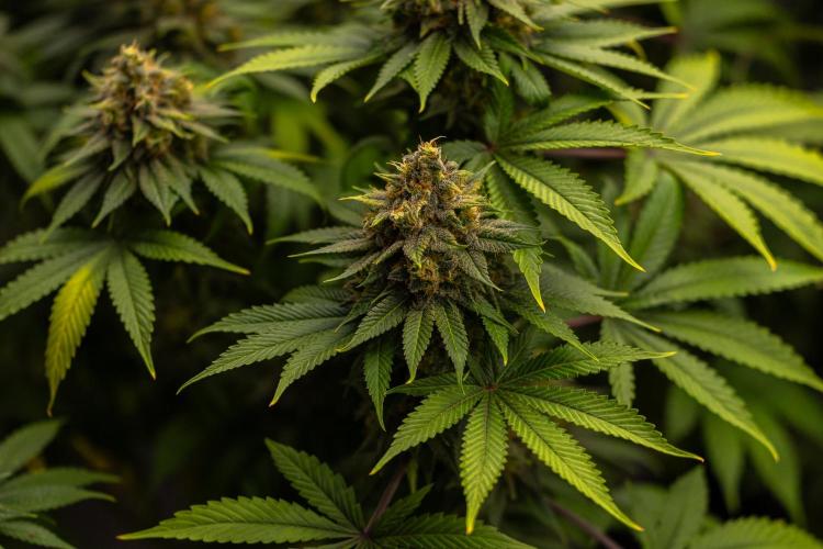 Bubblegun - Spliff Seeds. Week 14