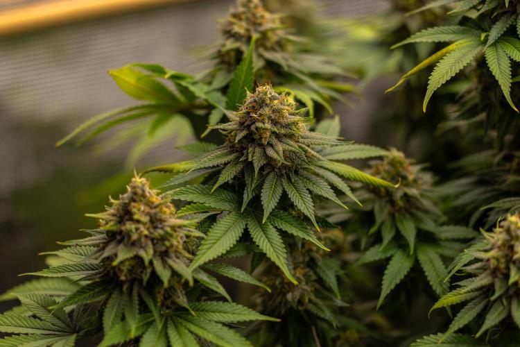 Bubblegun - Spliff Seeds. Week 14