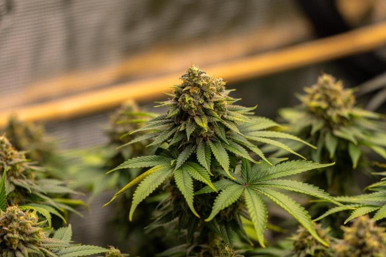 Bubblegun - Spliff Seeds. Week 14