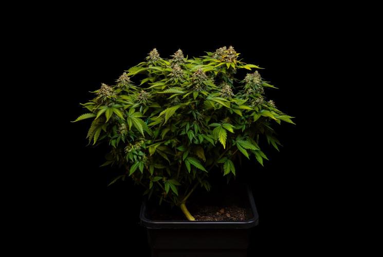 White Berry - Paradise Seeds. Week 15