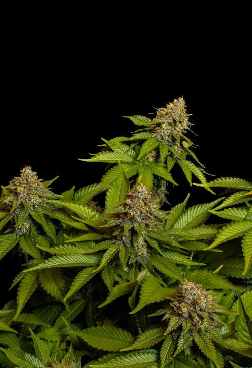 White Berry - Paradise Seeds. Week 15