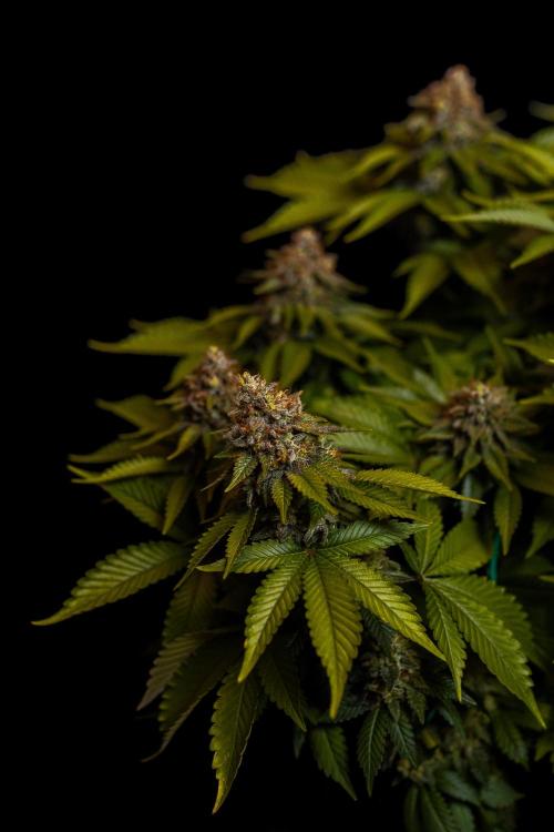 White Berry - Paradise Seeds. Week 15