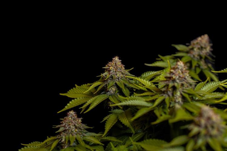 White Berry - Paradise Seeds. Week 15