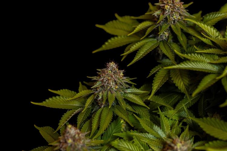 White Berry - Paradise Seeds. Week 15