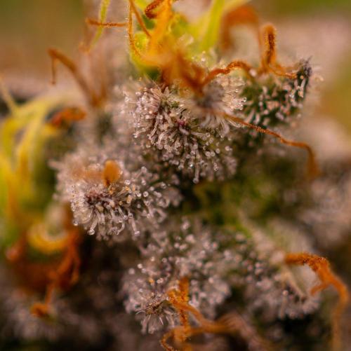 White Berry - Paradise Seeds. Week 15