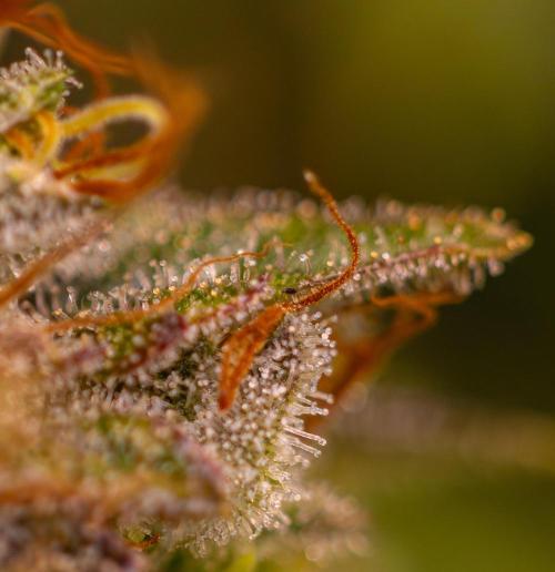 White Berry - Paradise Seeds. Week 15