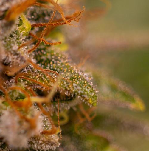 White Berry - Paradise Seeds. Week 15