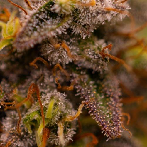 White Berry - Paradise Seeds. Week 15