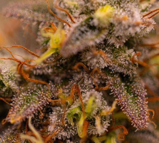 White Berry - Paradise Seeds. Week 15