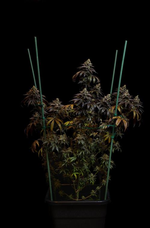 Rainbow Road - Paradise Seeds. Week 15