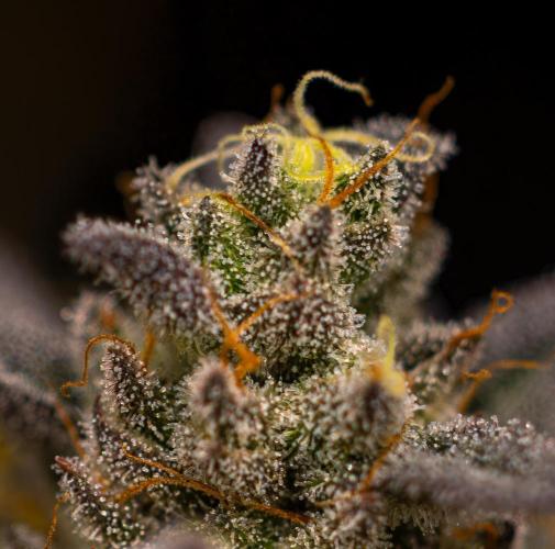 Rainbow Road - Paradise Seeds. Week 15