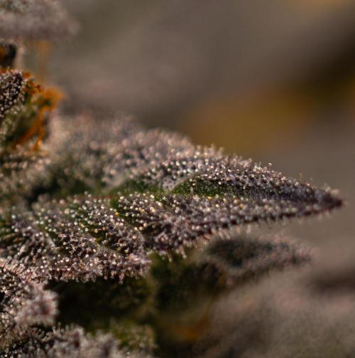 Rainbow Road - Paradise Seeds. Week 15