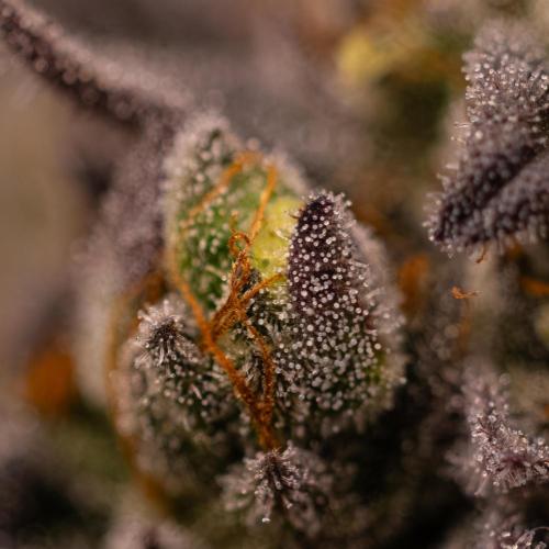 Rainbow Road - Paradise Seeds. Week 15