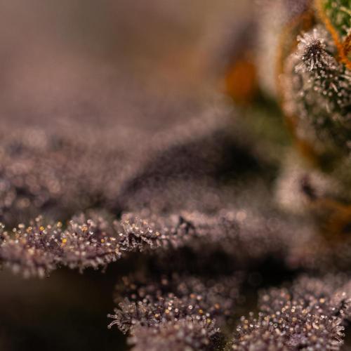 Rainbow Road - Paradise Seeds. Week 15