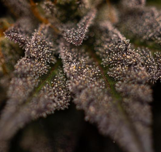 Rainbow Road - Paradise Seeds. Week 15