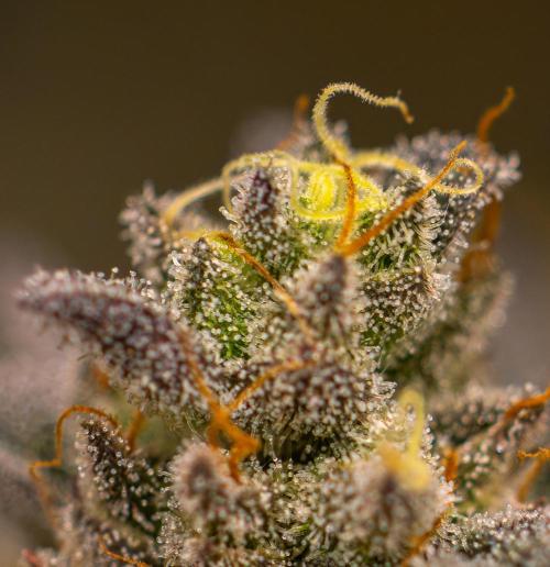 Rainbow Road - Paradise Seeds. Week 15