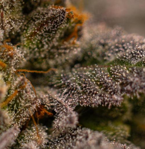 Rainbow Road - Paradise Seeds. Week 15