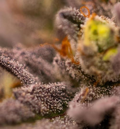 Rainbow Road - Paradise Seeds. Week 15