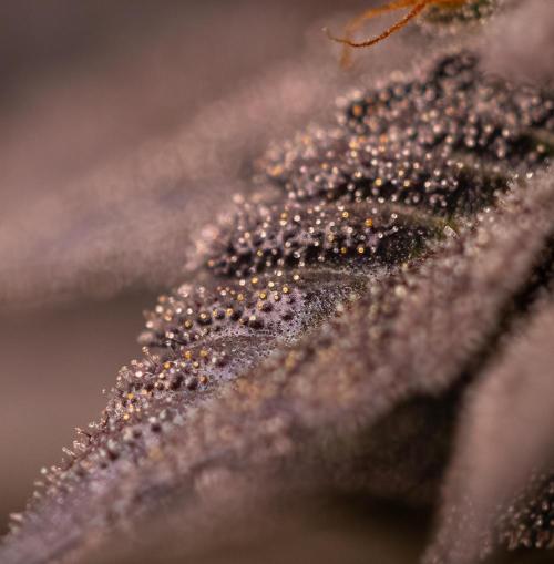 Rainbow Road - Paradise Seeds. Week 15