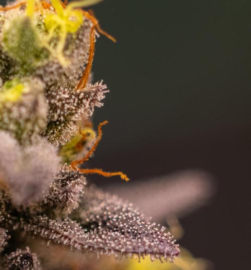 Rainbow Road - Paradise Seeds. Week 15