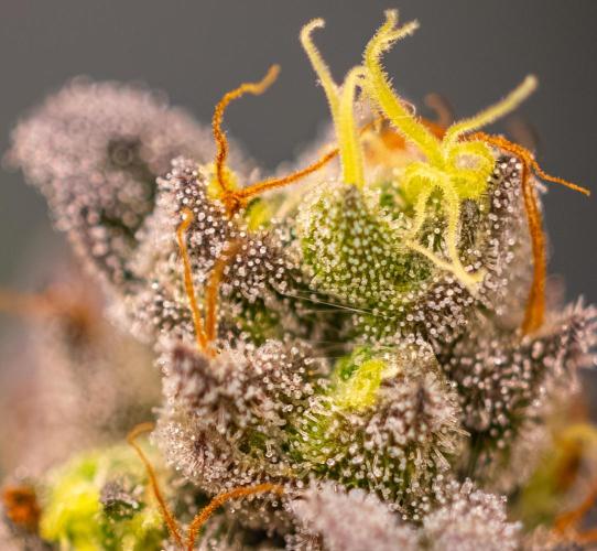 Rainbow Road - Paradise Seeds. Week 15